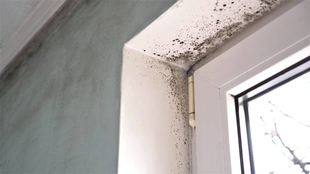 Best Emergency Mold Removal  in Cape May, NJ