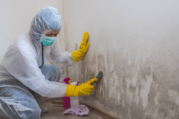 Best Certified Mold Removal  in Cape May, NJ