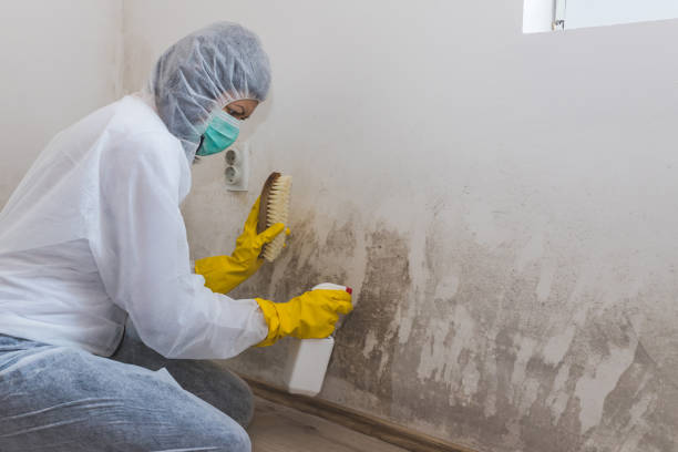 Best Professional Mold Removal  in Cape May, NJ