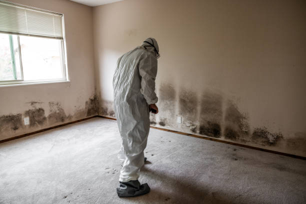 Best Fast Mold Removal  in Cape May, NJ
