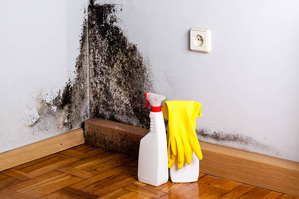Best Mold Cleaning Services  in Cape May, NJ