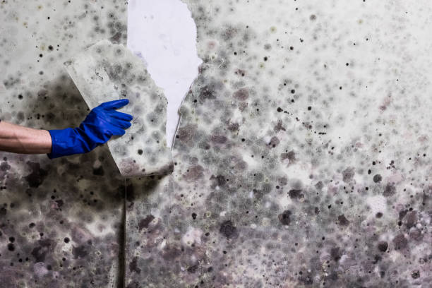 Best Residential Mold Removal  in Cape May, NJ
